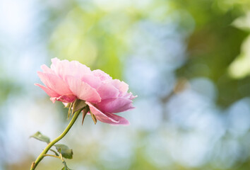 Obraz premium Pink damask rose flower blooming in the garden.
