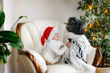 A cute Caucasian child girl and a black poodle dog in a santa cap are wrapped in a cozy blanket. New year and christmas holiday concept, pets and children at home