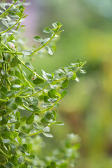 Indian pennywort or brahmi trees on nature surface.