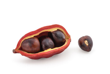 Chestnut or sterculia monosperma fruits isolated on white surface with clipping path.