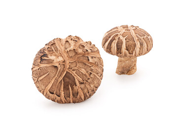 Fresh shiitake isolated on white surface with clipping path.