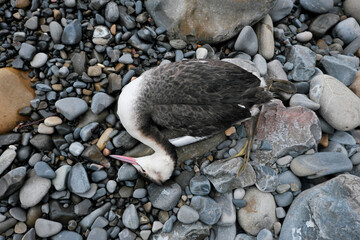 Dead bird (Great crested grebe) on the sea beach on cloudy winter day.