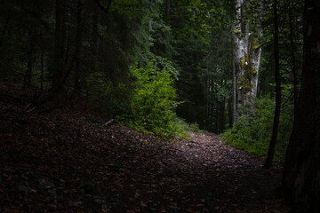 Autumn morning in Apuseni Mountains 