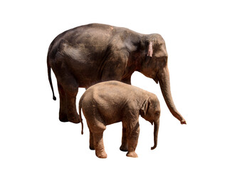 Elephant Isolated on white surface with clipping path.