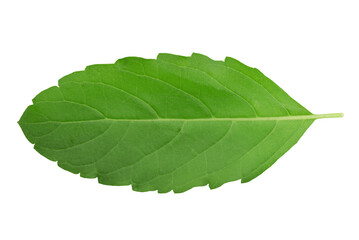 Obraz premium Holy basil or ocimum tenuiflorum green leaves isolated on white background with clipping path.top view,flat lay.