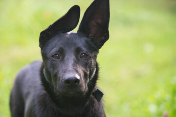 Black dog on a green background.