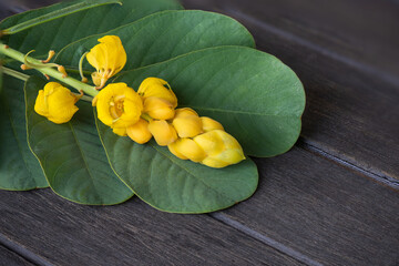 Acapulo or senna alata on an old wood background.