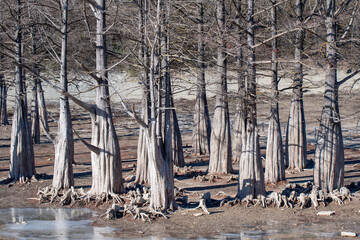 View of Cypress grove on Sukko lake on sunny winter day. Krasnodar Krai, Black Sea, Russia.