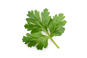Coriander branc green leaves isolated on white background.