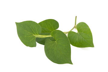 Houttuynia cordata or plu kaow green leaves isolated on white background with clipping.