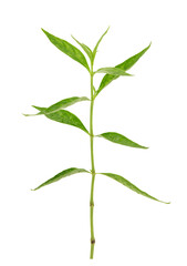 Andrographis paniculata or kariyat branch green leaves isolated on white background with clipping path.