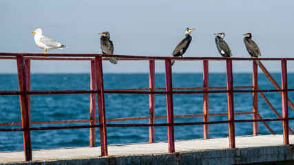 Birds (cormorants and seagull) sitting on rails of pier against the sea on sunny day. Black Sea,...