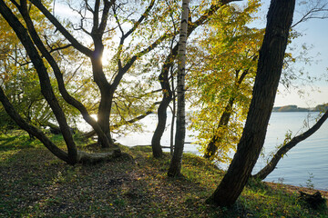 Golden autumn. Sunny day by the lake. Shooting against the light. Horizontal landscape