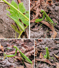 insect praying mantis close-up