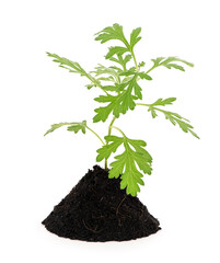 Mugwort or artemisia annua tree isolated on white background.