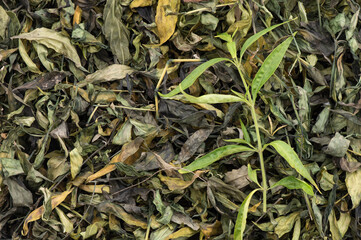 Fresh and dried andrographis paniculata or kariyat leaves  isolated on white background.top view,falt lay.