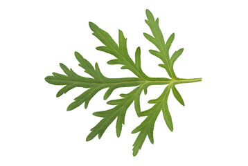 Mugwort or artemisia annua green leaves isolated on white background with clipping path.top view,flat lay.
