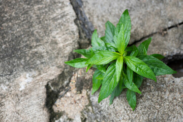 Andrographis paniculata or kariyat trees on nature background.top view,flat lay.