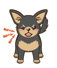 威嚇するチワワ（ブラックタン）