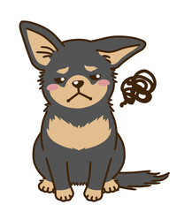 不満に思うチワワ（ブラックタン）