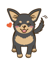 懐くチワワ（ブラックタン）