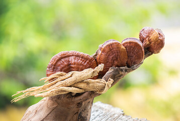 Lingzhi and ginseng on nature background.