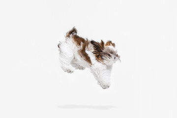 Flying dog. Cute white brown dog, little Shih Tzu isolated over white studio background. Concept of...