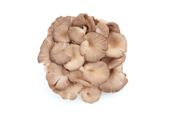 Indian oyster or pleurotus pulmonarius isolated on white background with clipping path.top view,flat lay.