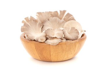 Indian Oyster or pleurotus pulmonarius isolated on white background.