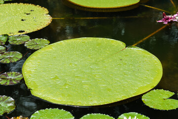 Victoria waterlily leaf in lotus pond