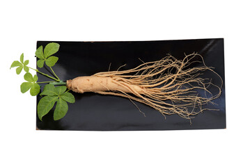Ginseng and acanthopanax trifoliatus green leaf on white background with clipping path.top view,flat lay.