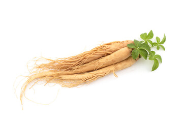 Ginseng and acanthopanax trifoliatus green leaf on white background.