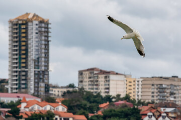 Seagull flying on the background of Gelendzhik town on cloudy winter day. Krasnodar Krai, Russia.