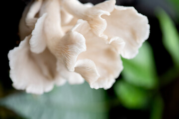 Indian oyster or pleurotus pulmonarius on nature background.