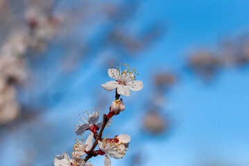 blossom in spring