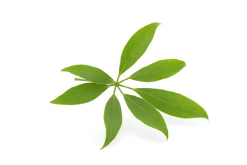 Edible-stemmed Vine or schefflera leucantha green leaves isolated on white background with clipping path.