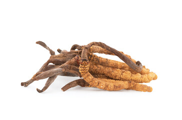 Chong cao or Cordyceps sinensis isolated on white background with clipping path.