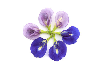 Butterfly pea flowers isolated on white background.top view,flat lay.