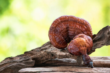 Reishi or lingzhi mushroom on natural background.