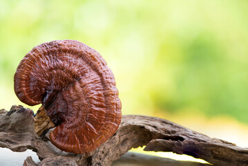 Reishi or lingzhi mushroom on natural background.