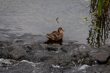 Female brown duck in the flowing water of the river 'the Berkel' close to the town of Eibergen, the Netherlands