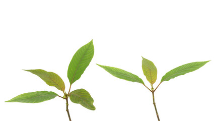 Kratom or Mitragyna speciosa branch green leaves isolated on white background with clipping path.