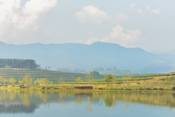 Tea plantation , pond and mountain landscape at morning.