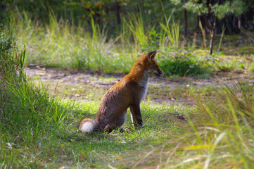 Fox on a forest meadow in a natural environment