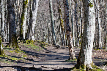 Footpath in Caucasian mountain forest in Zhane river gorge on sunny winter day. Gelendzhik, Krasnodar Krai, Russia.