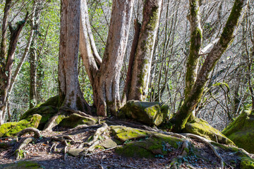 Fototapeta premium View of Caucasian mountain forest in Zhane river gorge on sunny winter day. Gelendzhik, Krasnodar Krai, Russia.