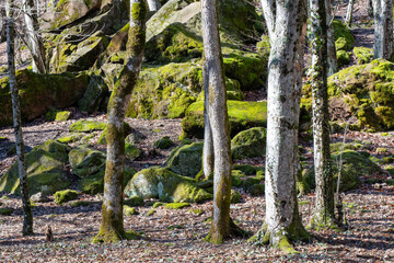 View of Caucasian mountain forest in Zhane river gorge on sunny winter day. Gelendzhik, Krasnodar Krai, Russia.