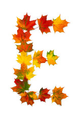 Letter E of colorful autumnal maple leaves on white background. Top view, flat lay
