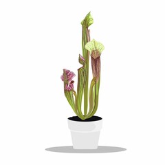Potted tropical Sarracenia in Flowerpot. Domestic Tropical Decorative plant Sarracenia with open trap. Graphic Design Elements Isolated on white Background. 