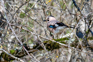 Eurasian jay sitting on a branch of a tree on sunny winter day. Krasnodar Krai, Russia.